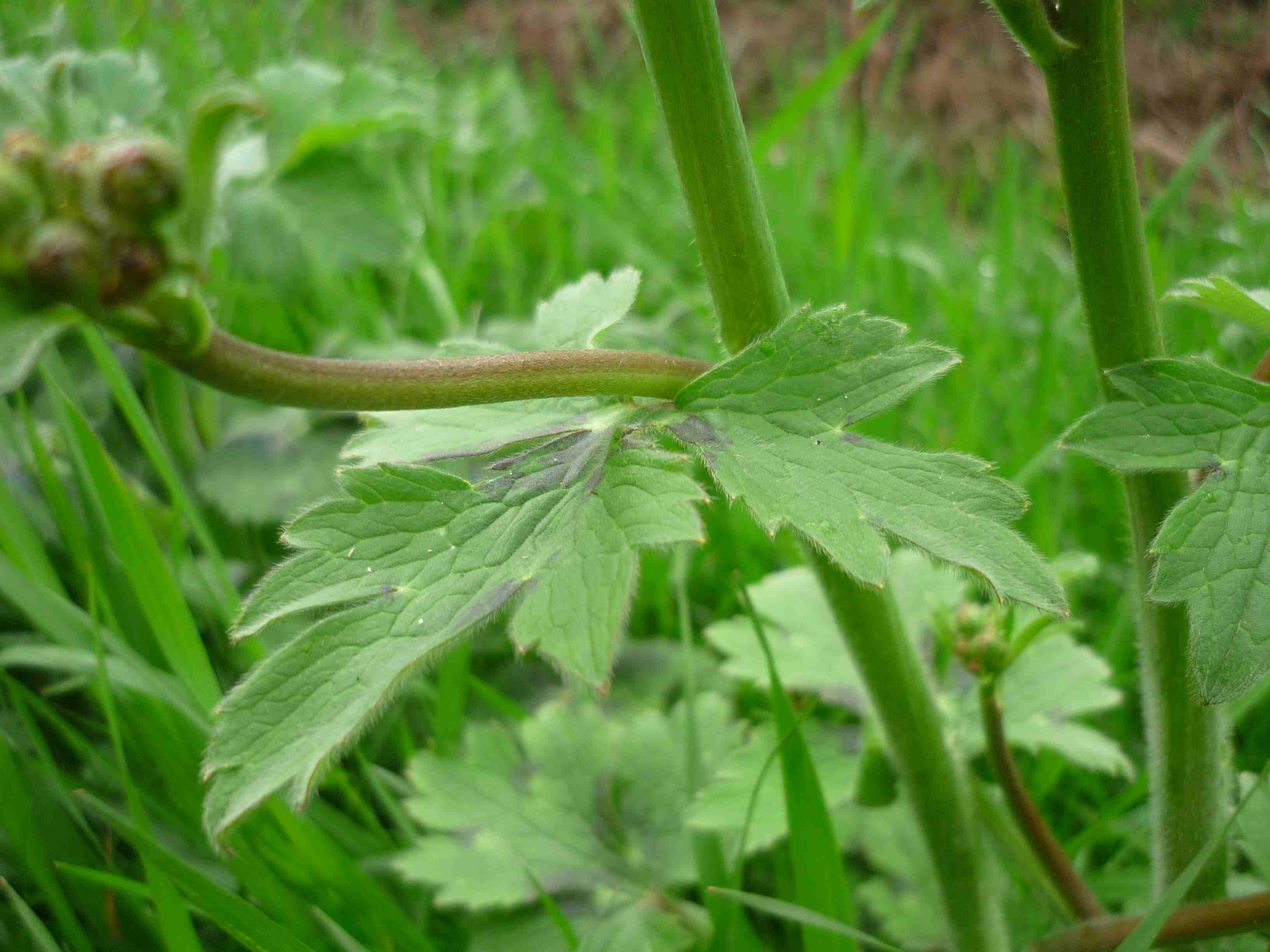 pianta da ID - Ranunculus sp.